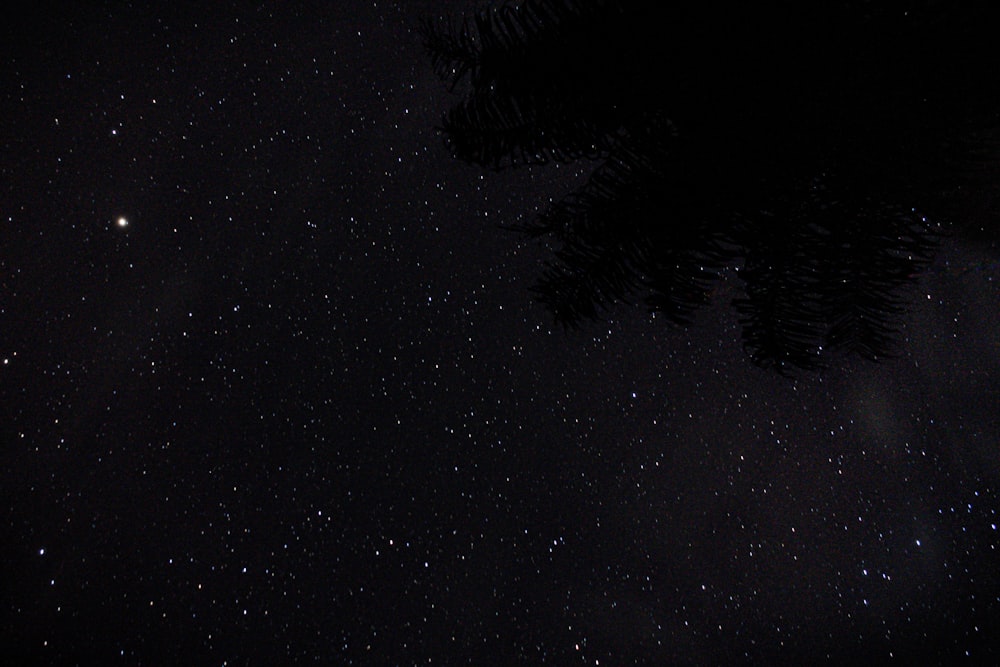 El cielo nocturno con estrellas y árboles