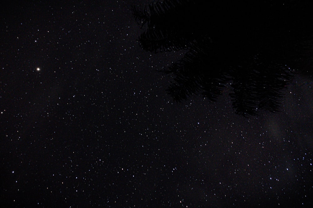 the night sky with stars and trees