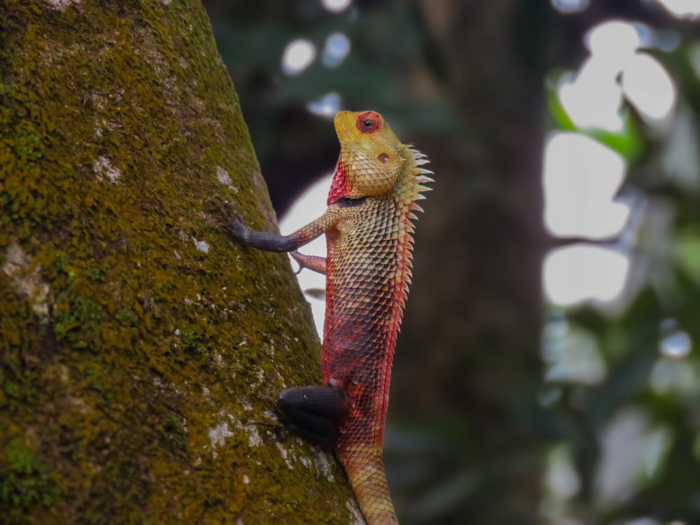 a lizard is climbing up the side of a tree