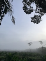 A serene landscape features a misty, fog-covered forest with dense vegetation in the foreground. The sky has a soft gradient of light blue and grey, partially obscured by silhouetted tree branches framing the upper edges.