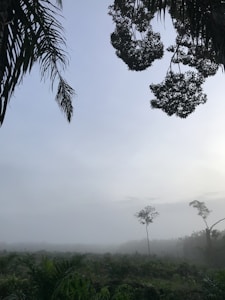 Morning Mist