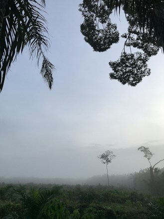 A serene landscape features a misty, fog-covered forest with dense vegetation in the foreground. The sky has a soft gradient of light blue and grey, partially obscured by silhouetted tree branches framing the upper edges.