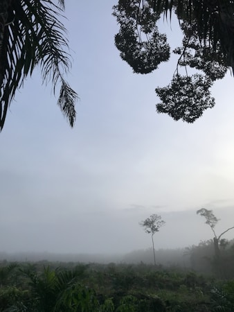 A serene landscape features a misty, fog-covered forest with dense vegetation in the foreground. The sky has a soft gradient of light blue and grey, partially obscured by silhouetted tree branches framing the upper edges.