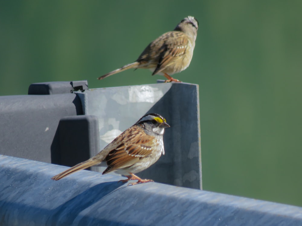 two small birds perched on top of a metal rail