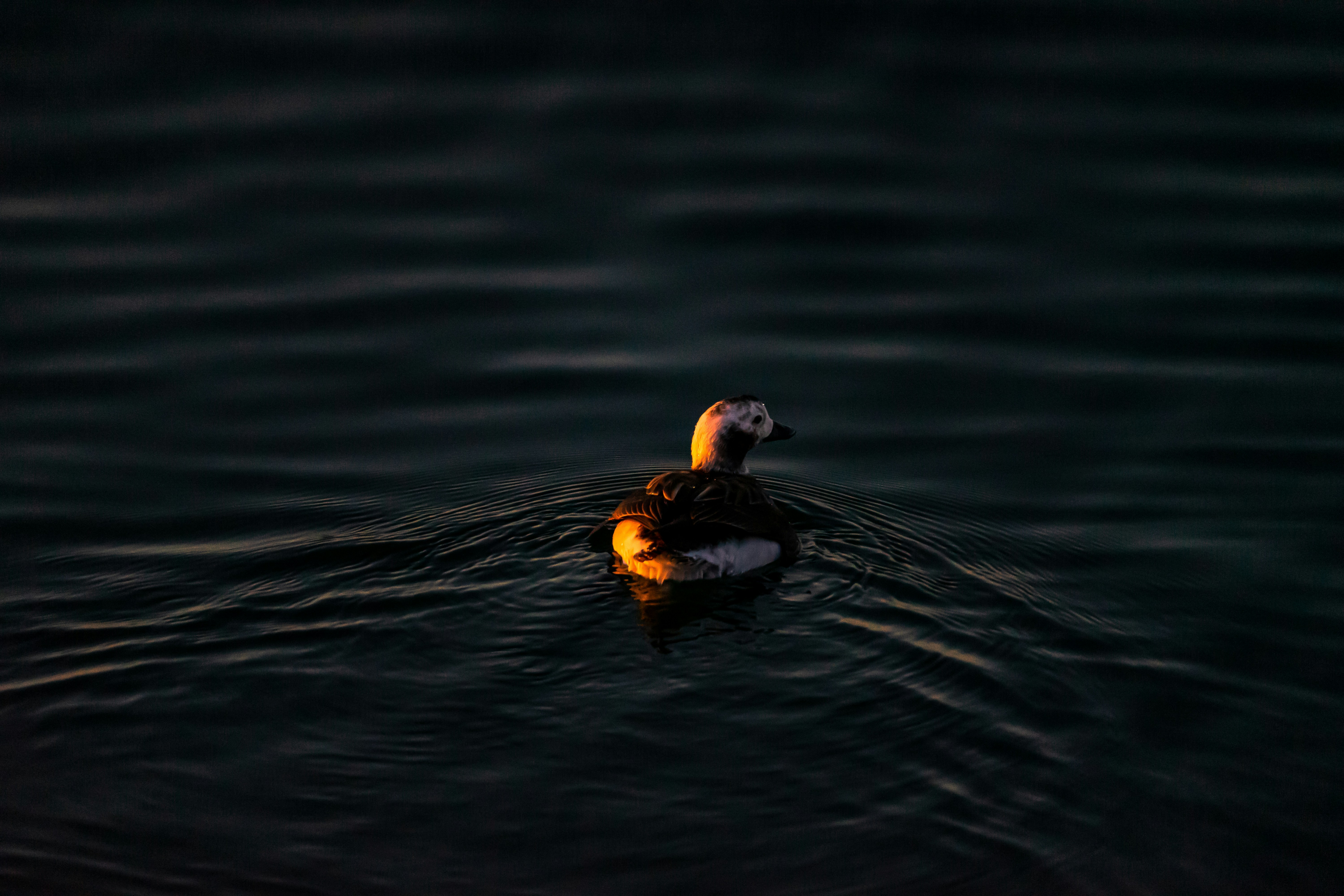 Photo by chris_thornton