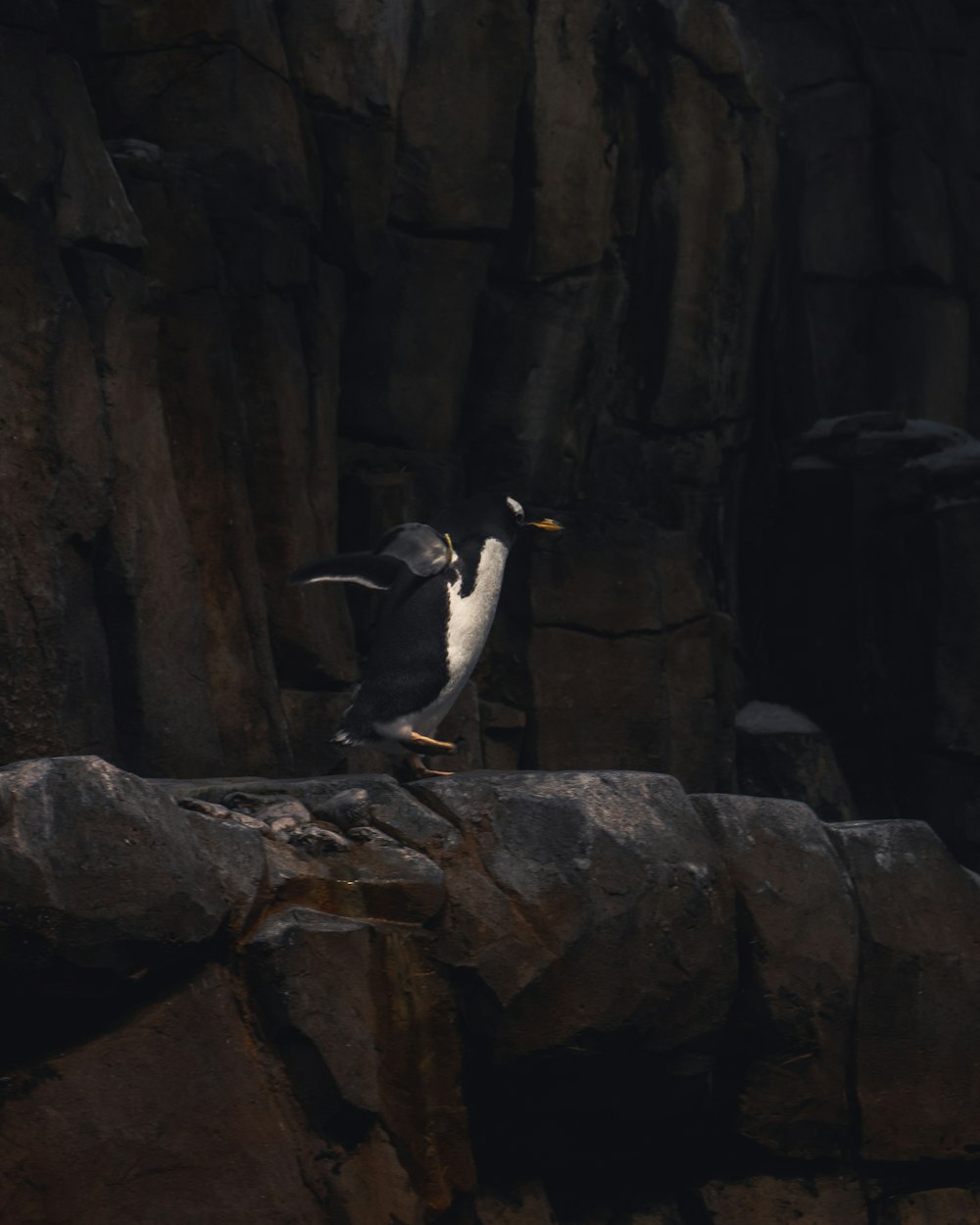 a penguin standing on top of a large rock