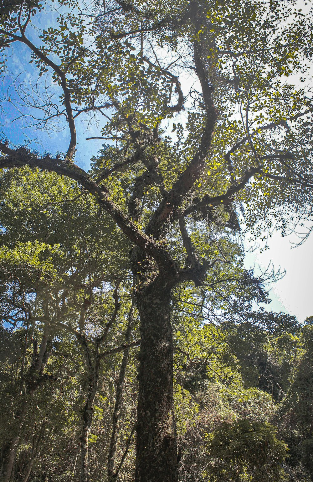 Un gran árbol en medio de un bosque