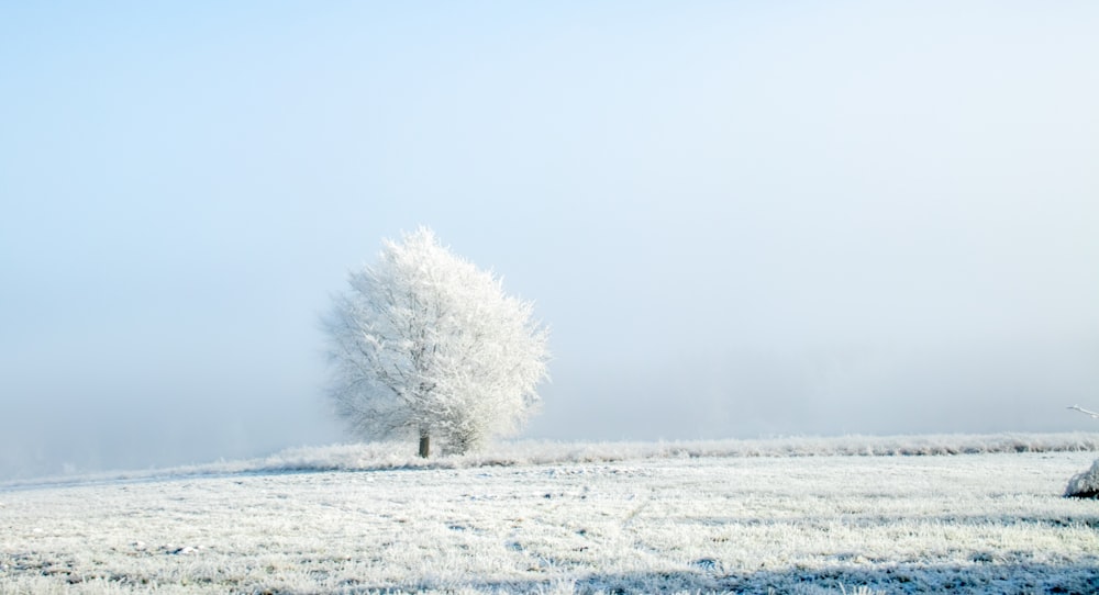 Ein einsamer Baum steht mitten auf einem verschneiten Feld