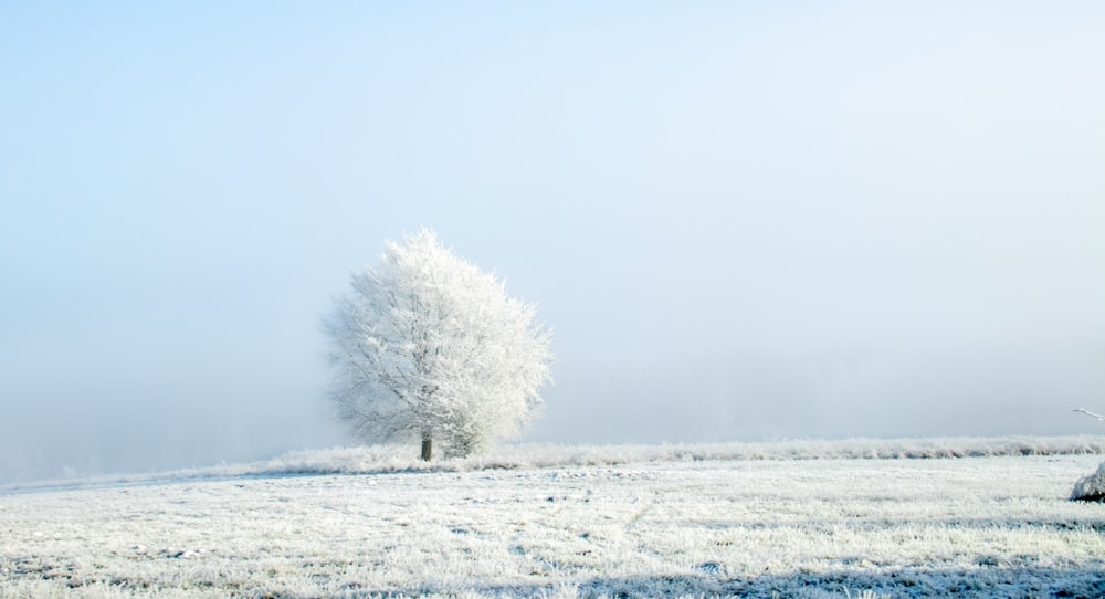 a lone tree stands in the middle of a snowy field