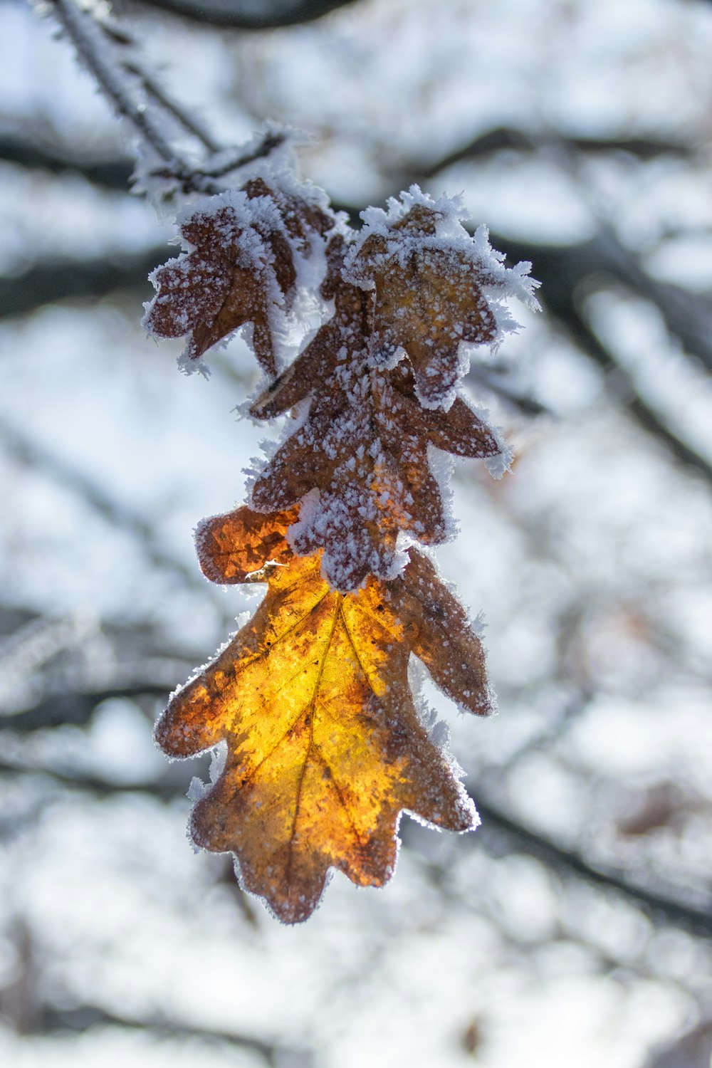 a leaf that is hanging from a tree