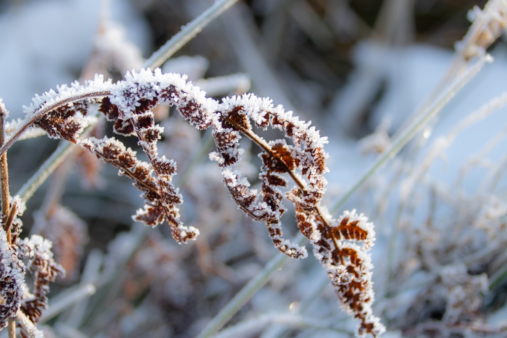 a close up of a plant with frost on it