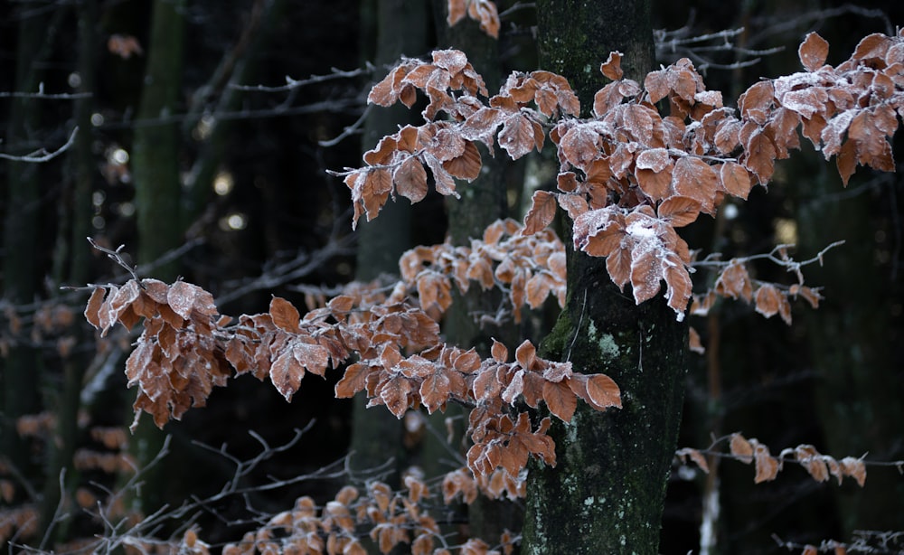 a tree with brown leaves in a forest