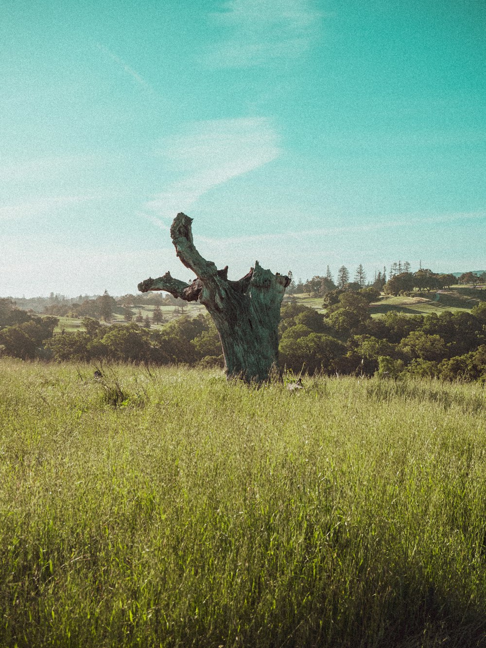 Un árbol muerto en un campo de hierba alta
