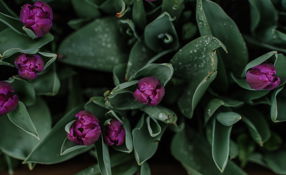 a bunch of purple flowers with green leaves