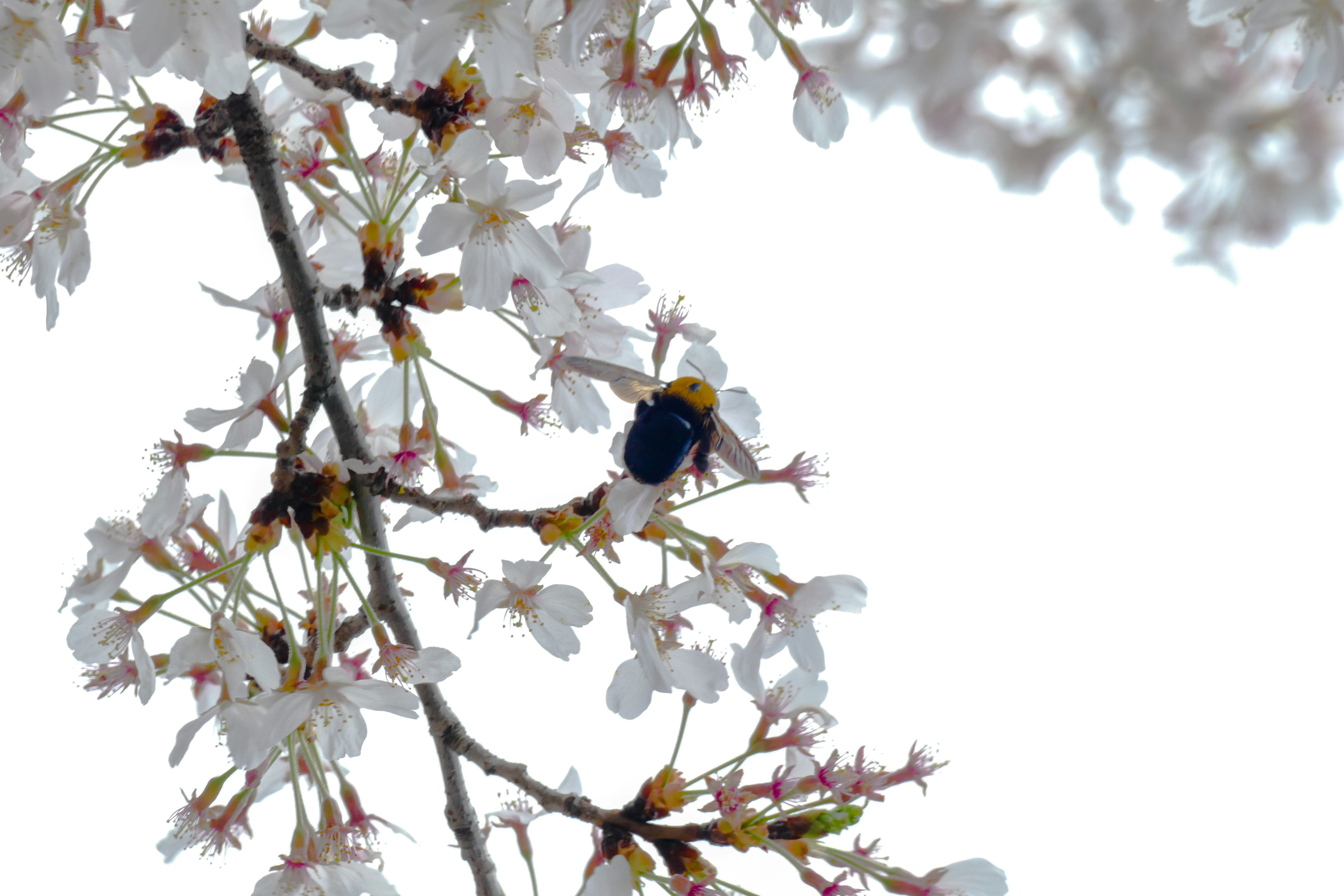 Bumble bee in cherry blossom tree