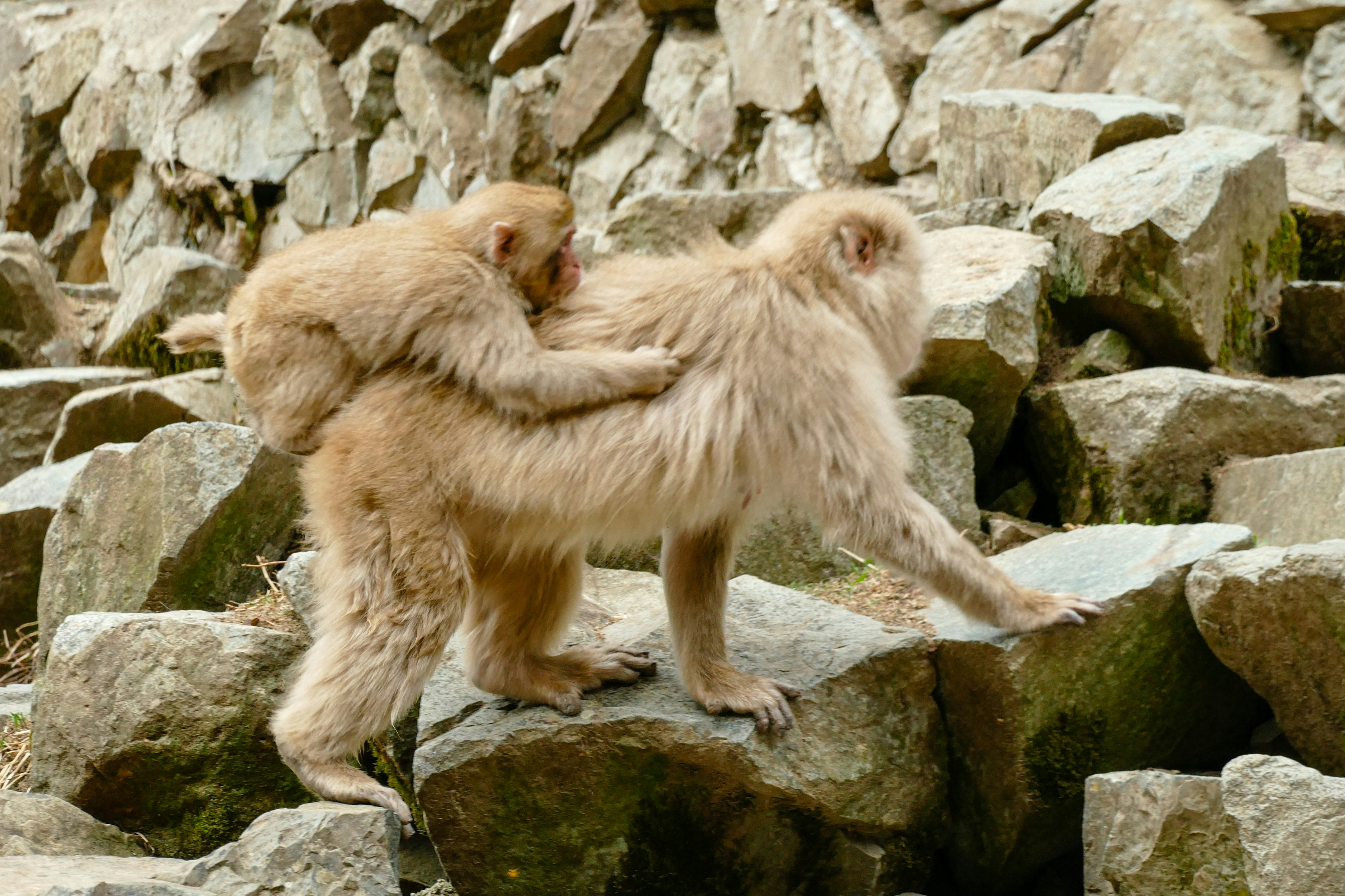 a couple of monkeys standing on top of a pile of rocks