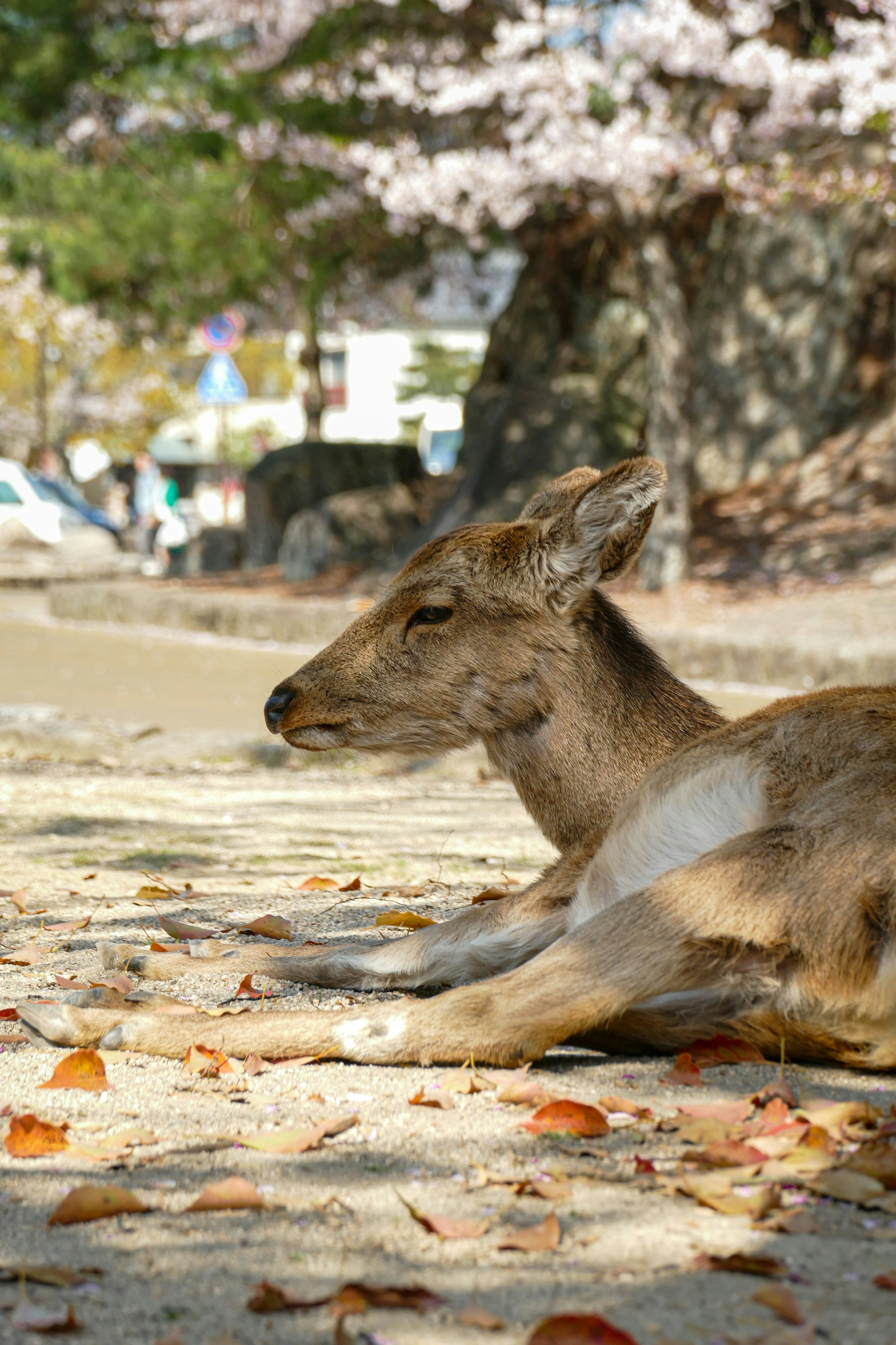 Day 2: Miyajima Island — Torii Gate, Ropeway, and Deer