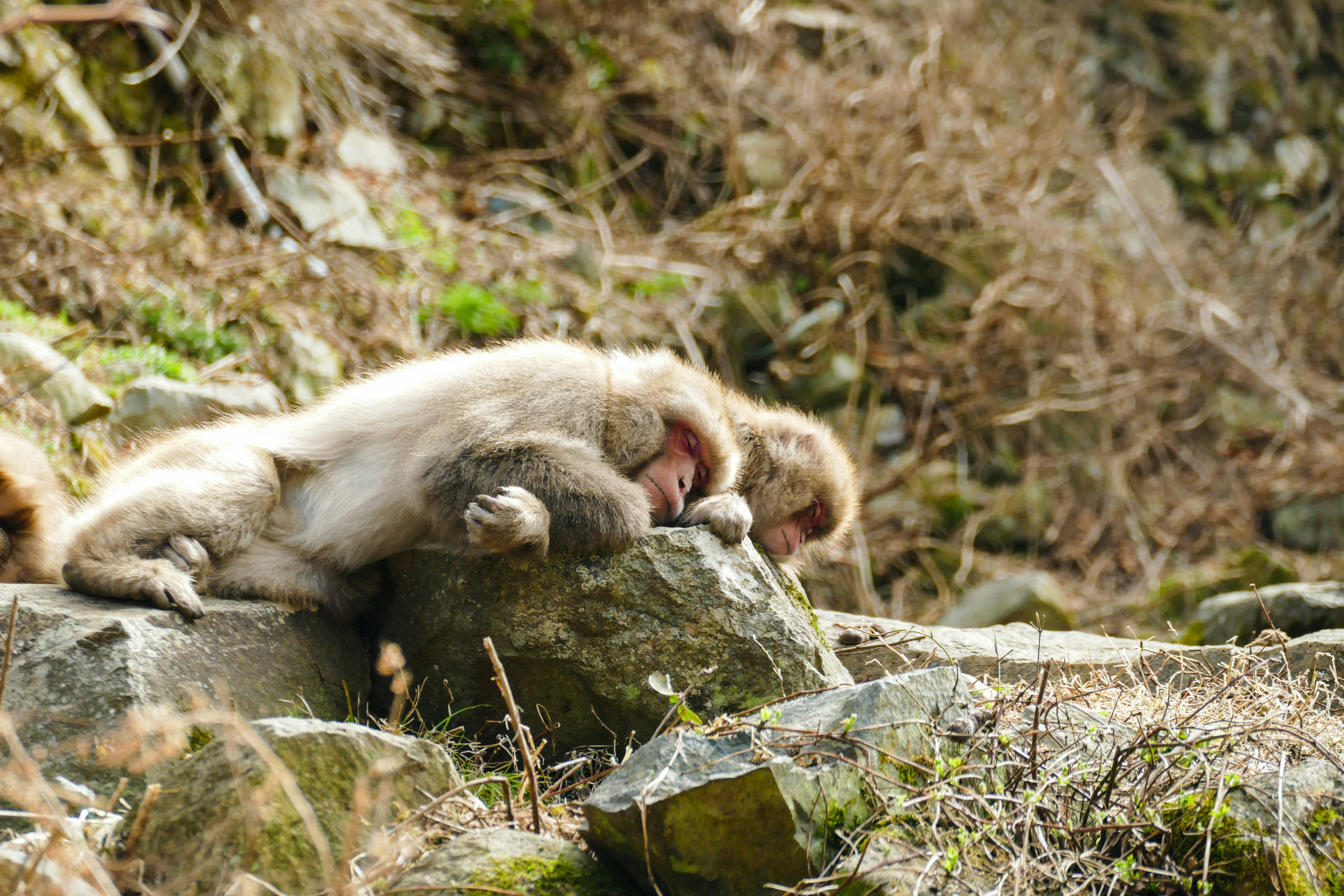Two snow monkeys sleeping in Nagano Japan