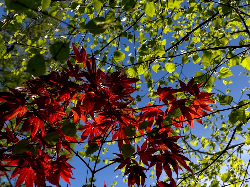 the leaves of a tree are red and green