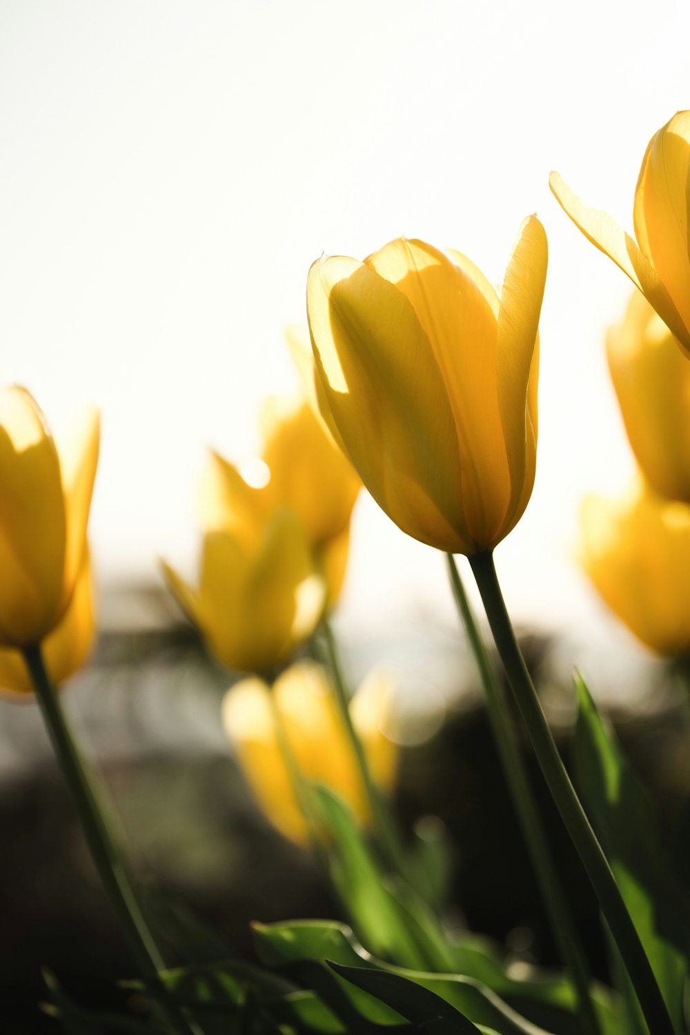 a group of yellow tulips in a field