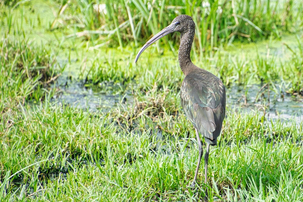 a bird with a long beak standing in the grass