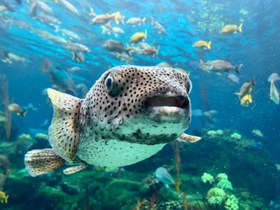 Florida Aquarium