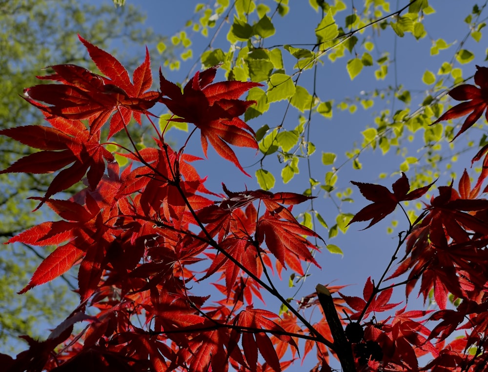 Hojas rojas contra un cielo azul y hojas verdes