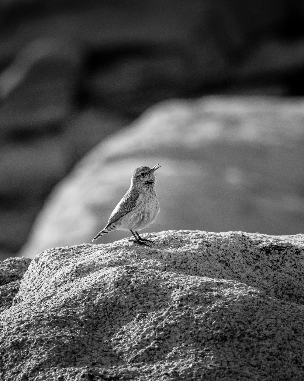 a small bird sitting on top of a rock