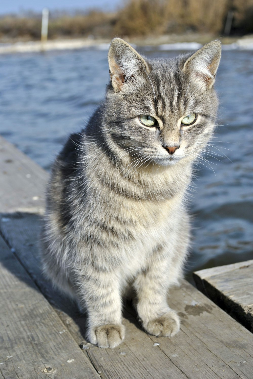 a cat is sitting on a dock by the water