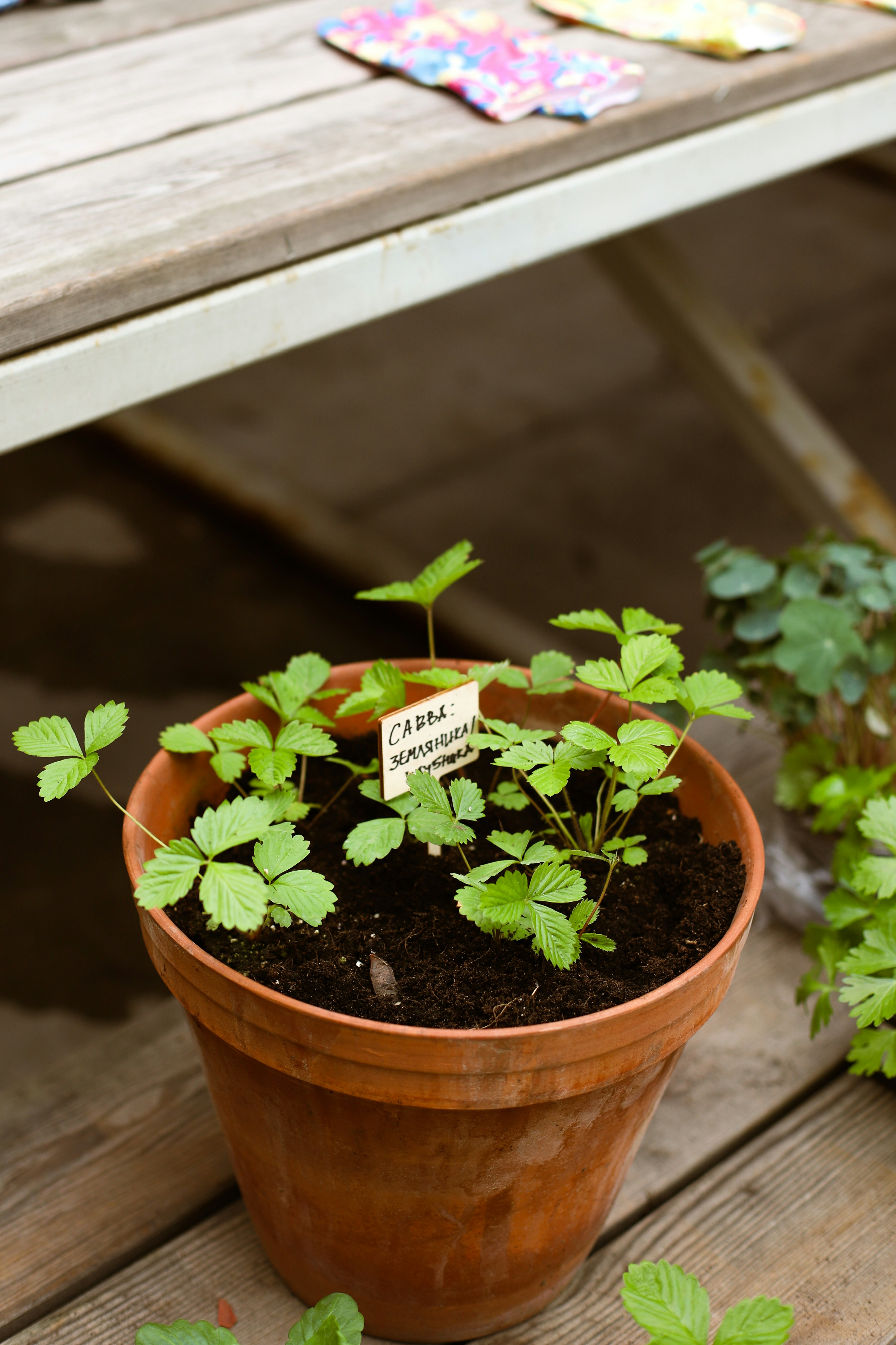 Photo by lapshinakseniia