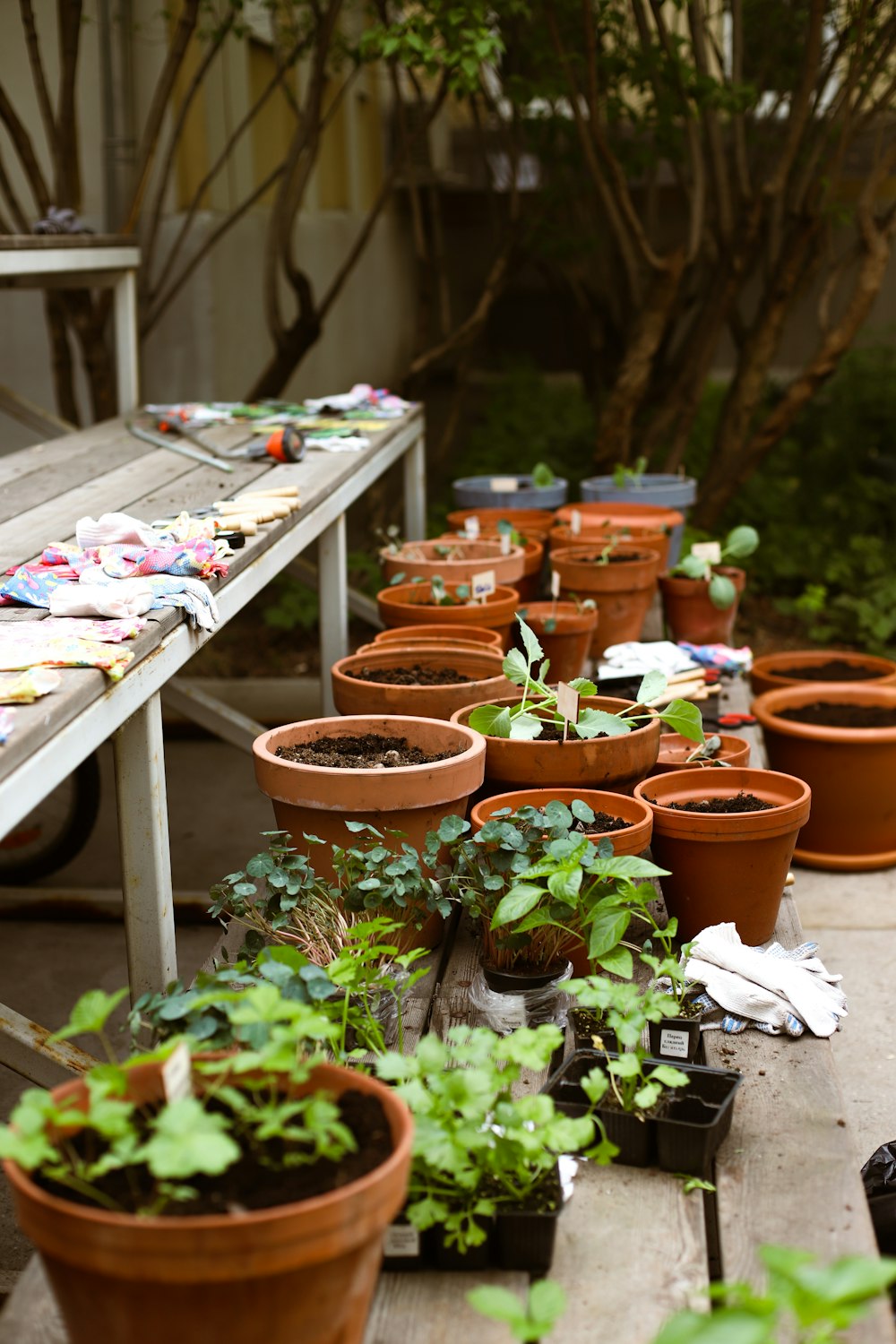 a bunch of potted plants sitting on a table