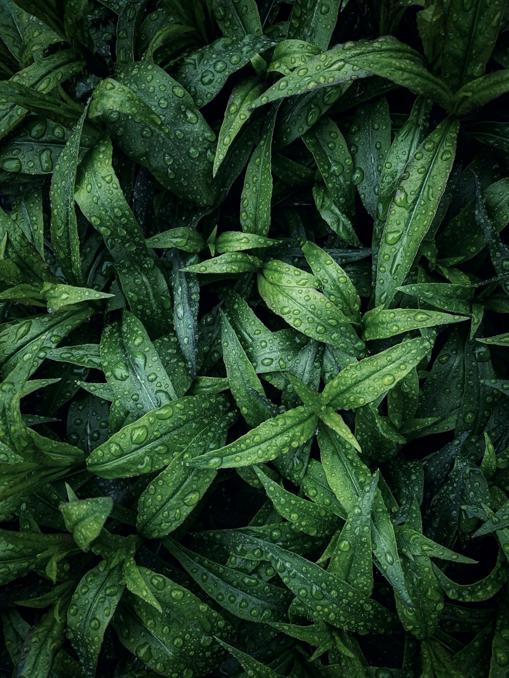 a bunch of green leaves with water droplets on them