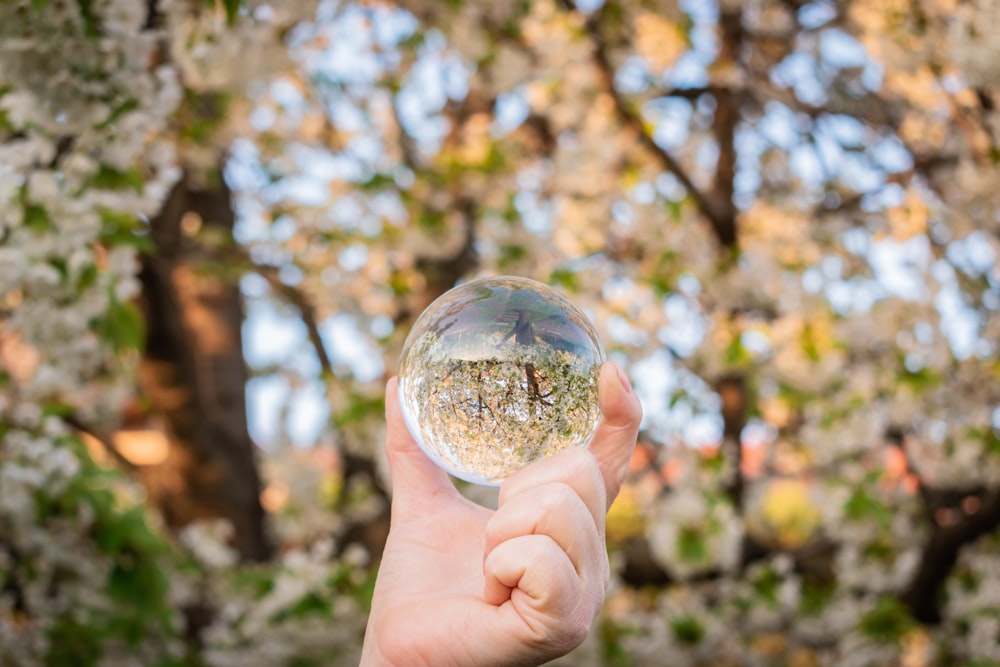 uma pessoa segurando uma bola de cristal na frente de uma árvore