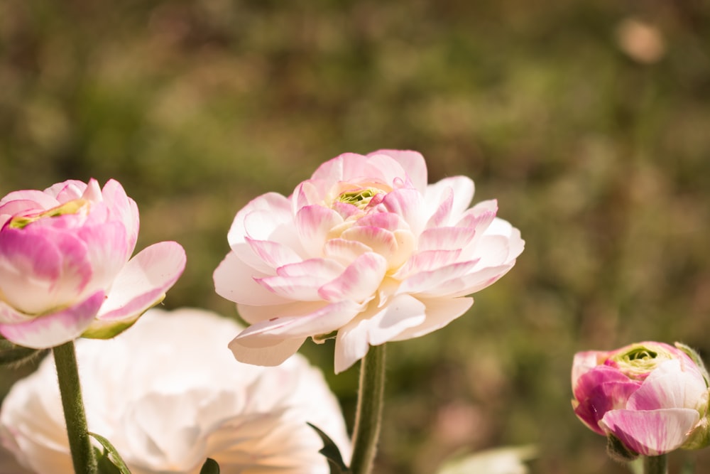 a group of pink and white flowers in a field