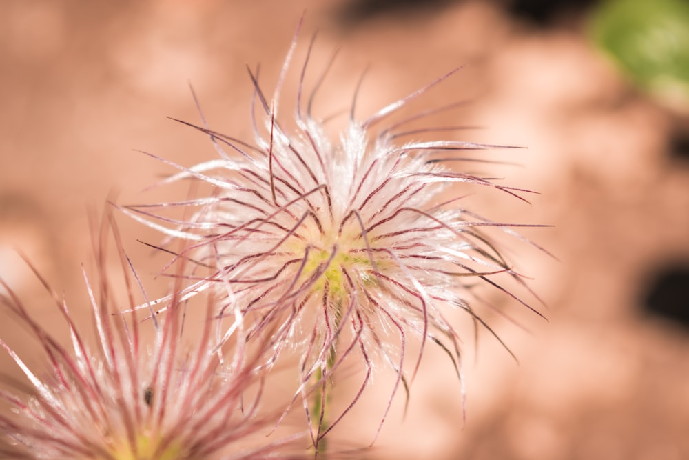 Nahaufnahme einer Blume mit verschwommenem Hintergrund