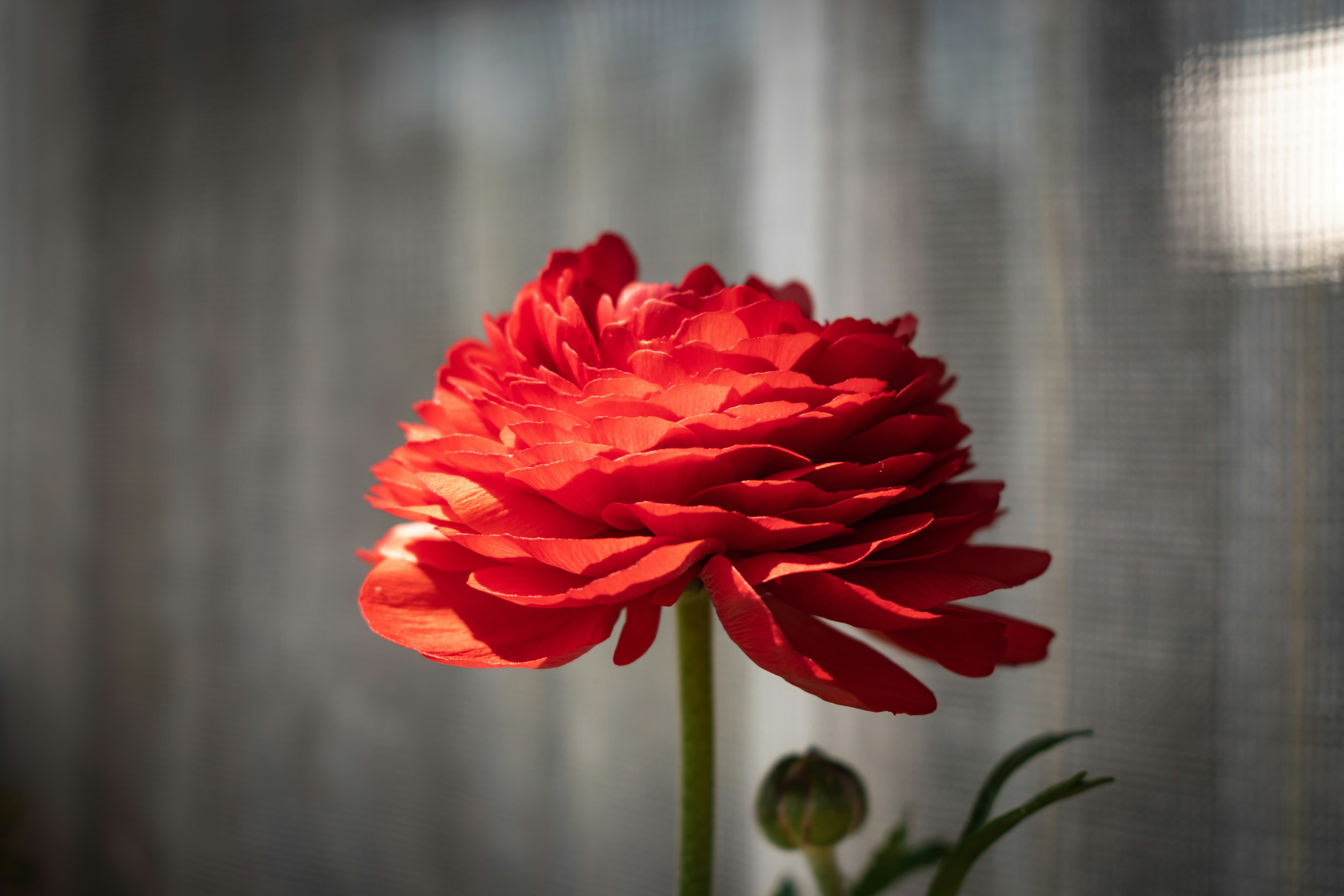 Large red flower on table