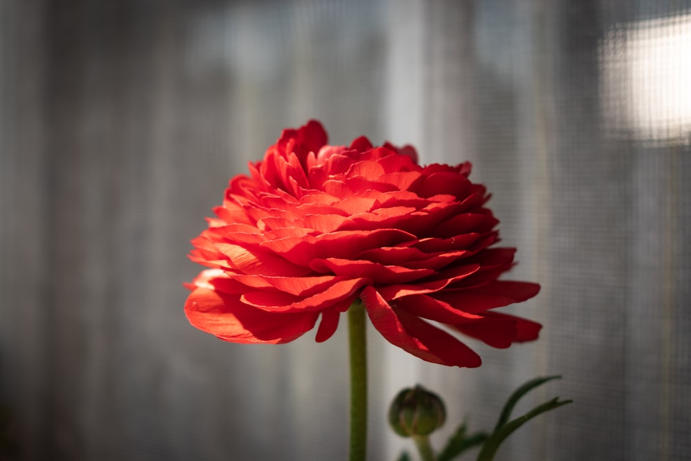 a large red flower sitting on top of a table