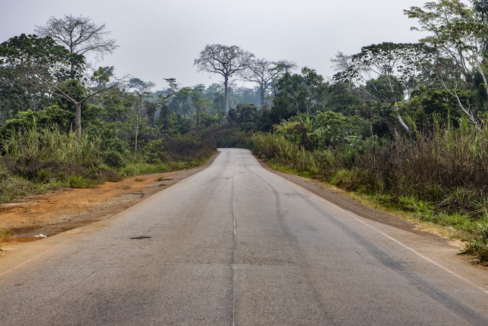 an empty road in the middle of a jungle