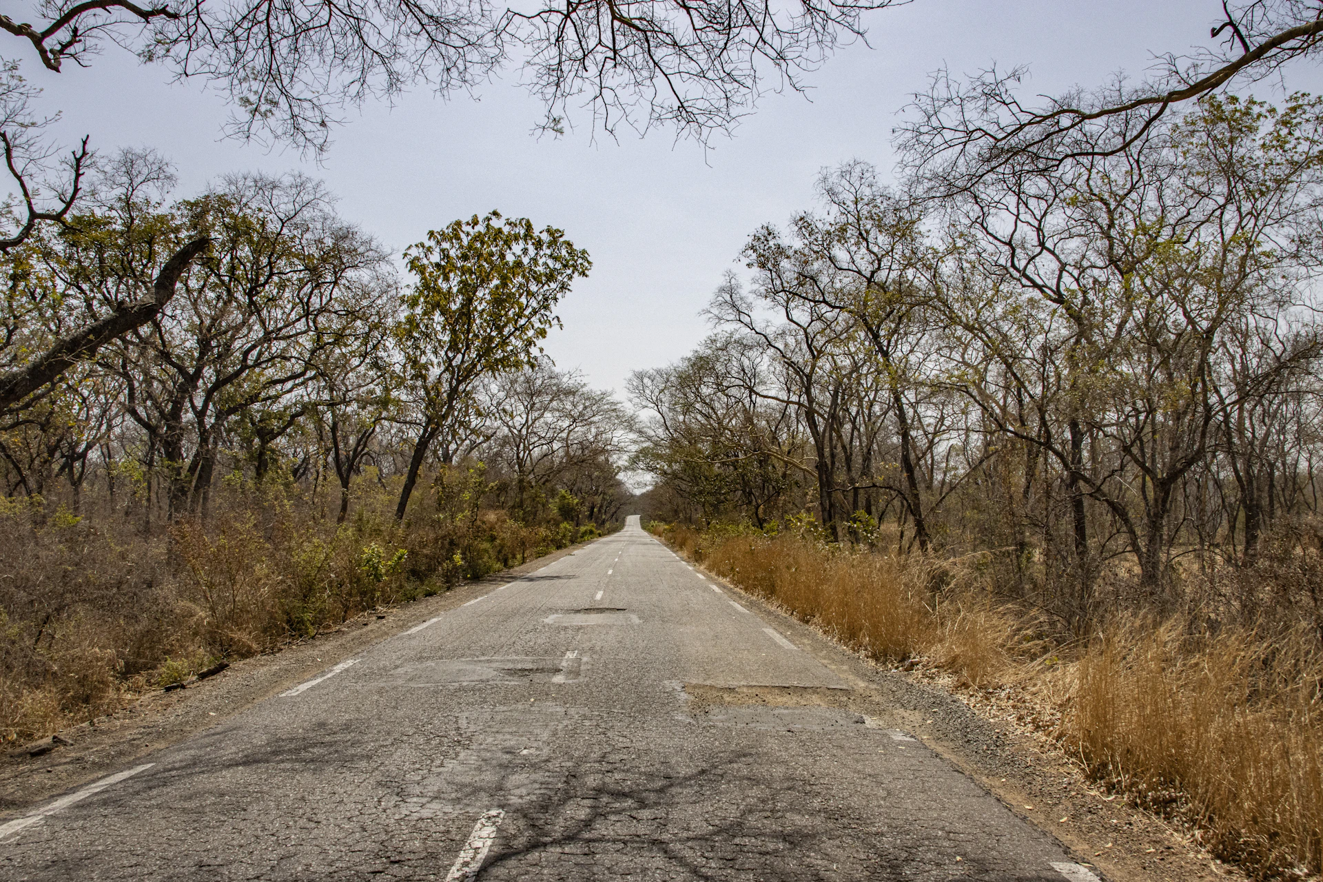 an empty road surrounded by trees and dry grass