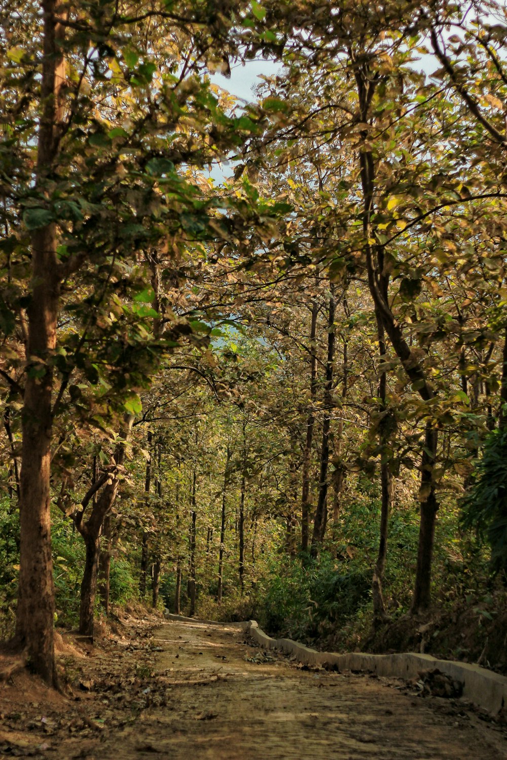 a dirt road in the middle of a forest