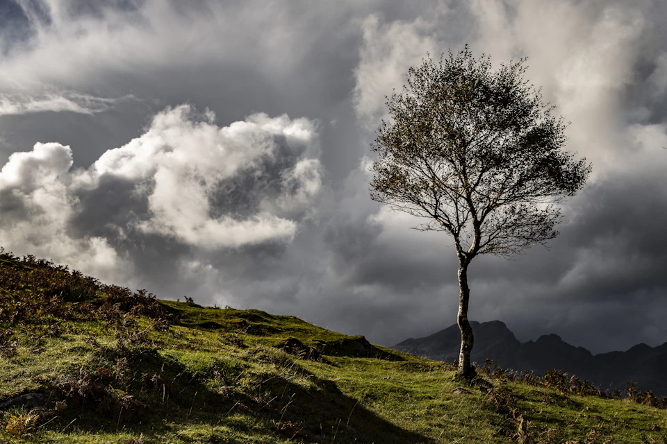 The image depicts a serene landscape with a solitary tree standing on a grassy hill, its branches reaching out towards the sky. The tree is surrounded by an array of rocks and boulders that add texture to the scene. In the distance, majestic mountains rise against the cloudy sky, their peaks touching the horizon. The colors in the image are predominantly green from the grass and trees, with some gray from the clouds above.