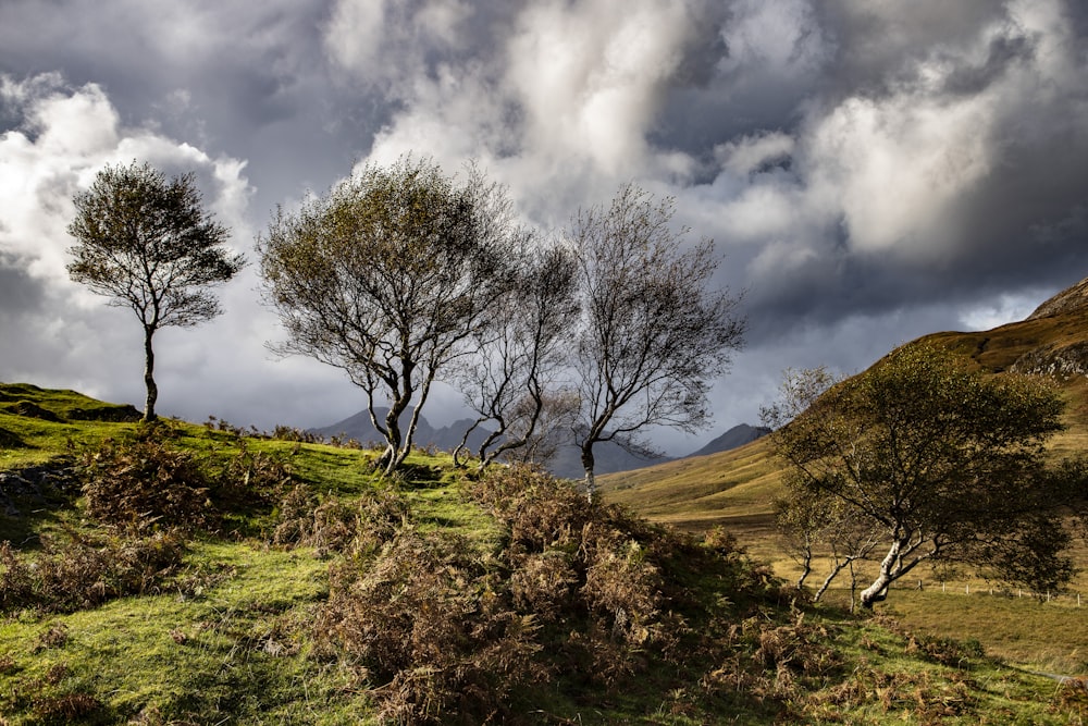 three trees on a grassy hill under a cloudy sky