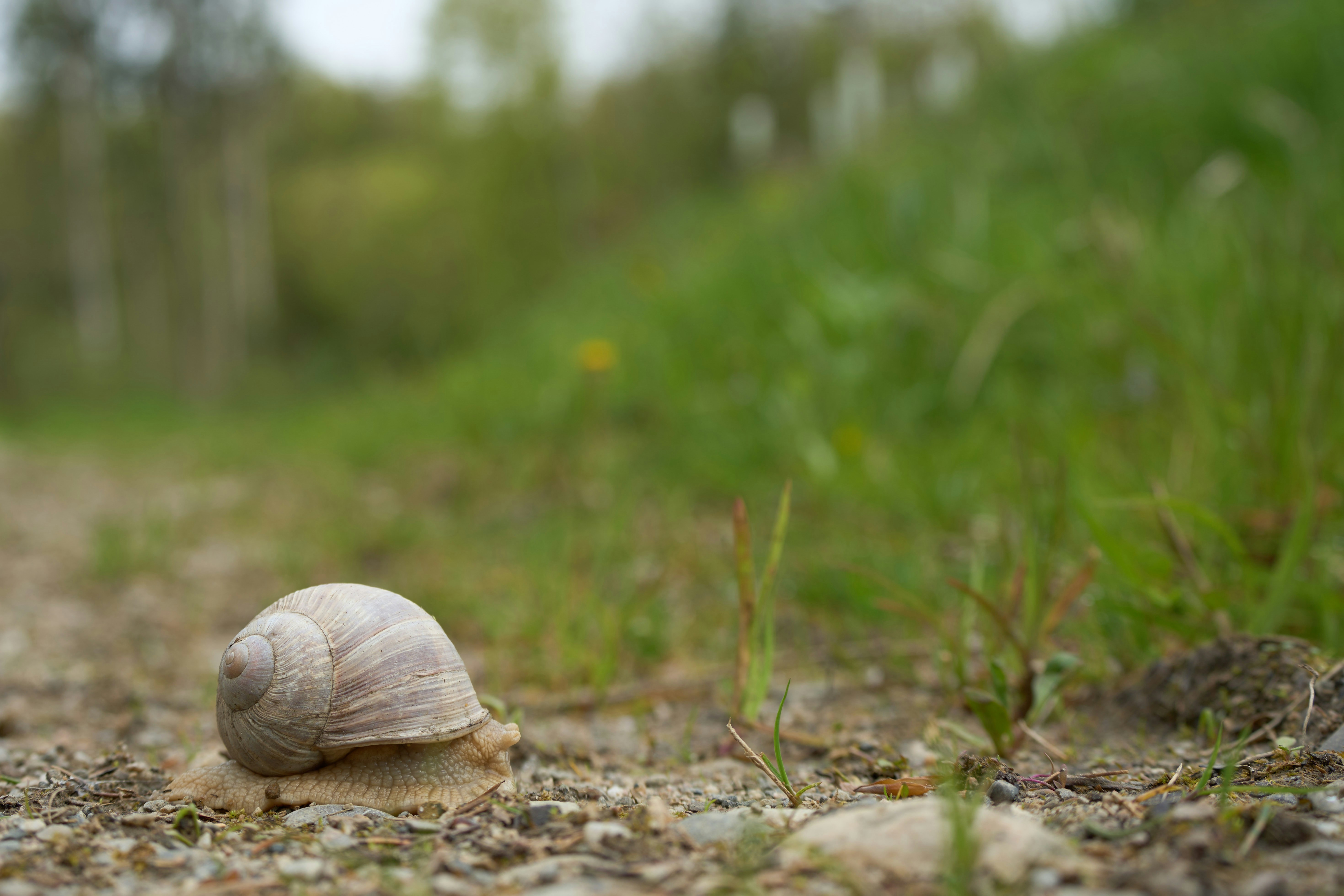 Photo by wolfgang_hasselmann