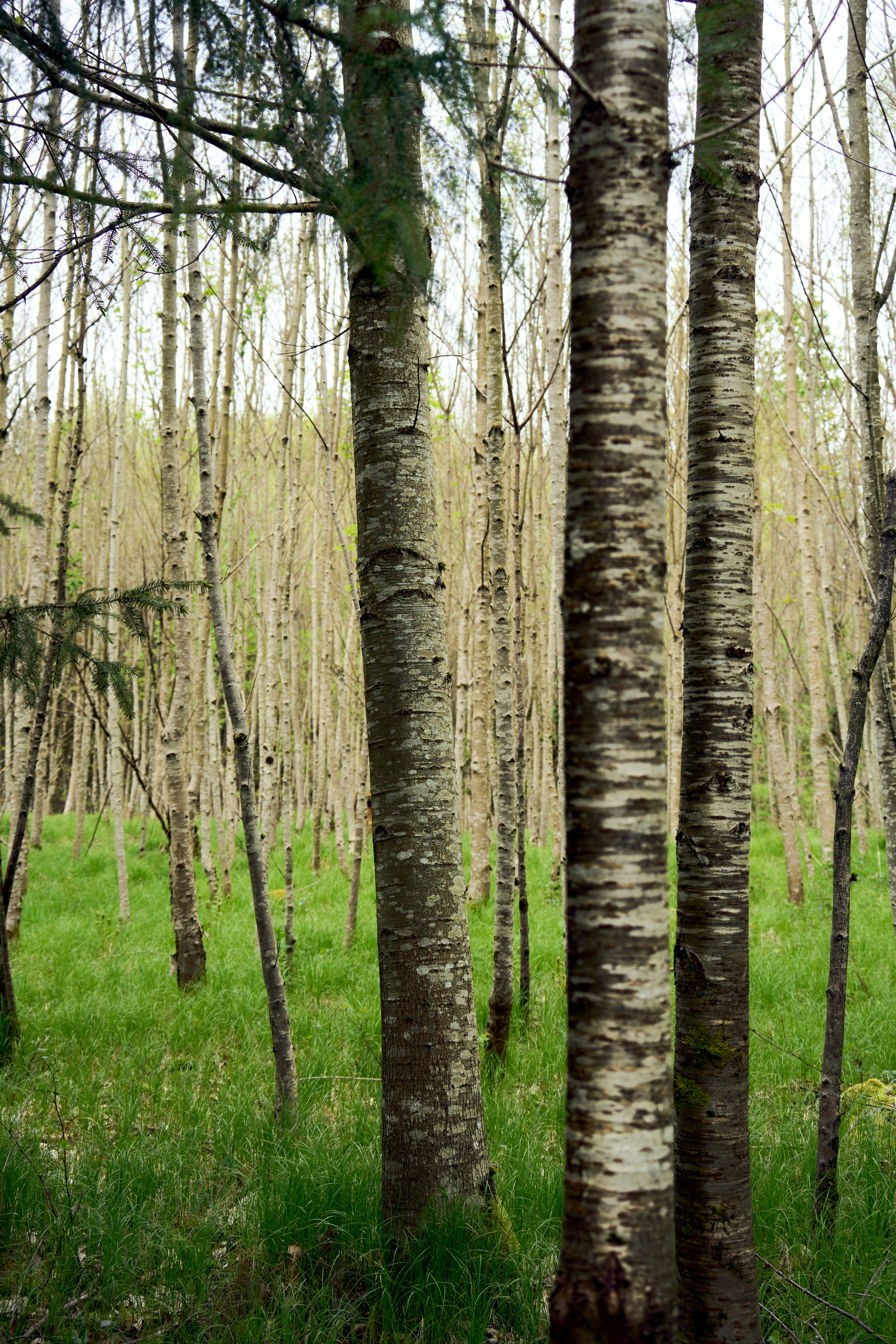 Photo by wolfgang_hasselmann