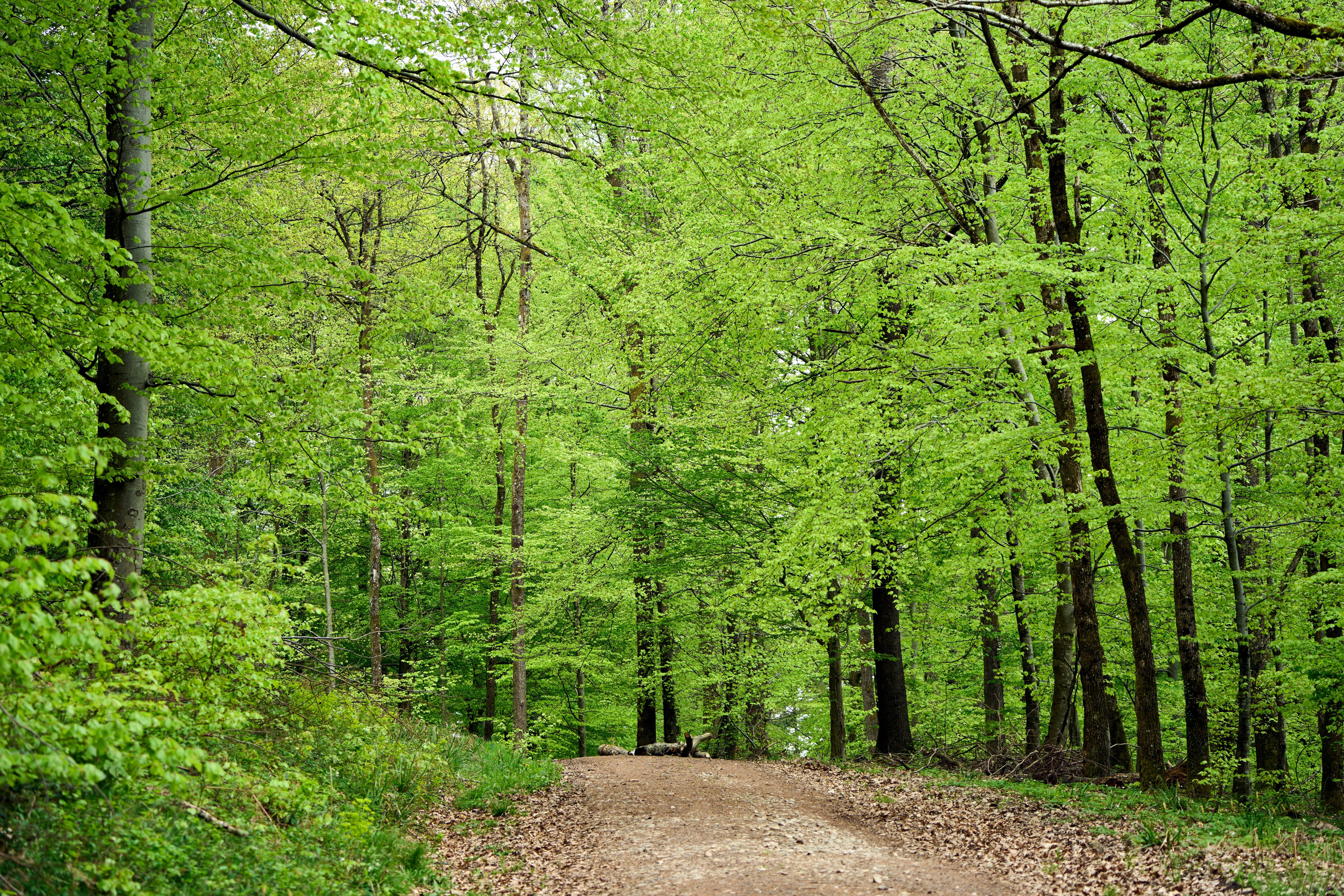 Photo by wolfgang_hasselmann