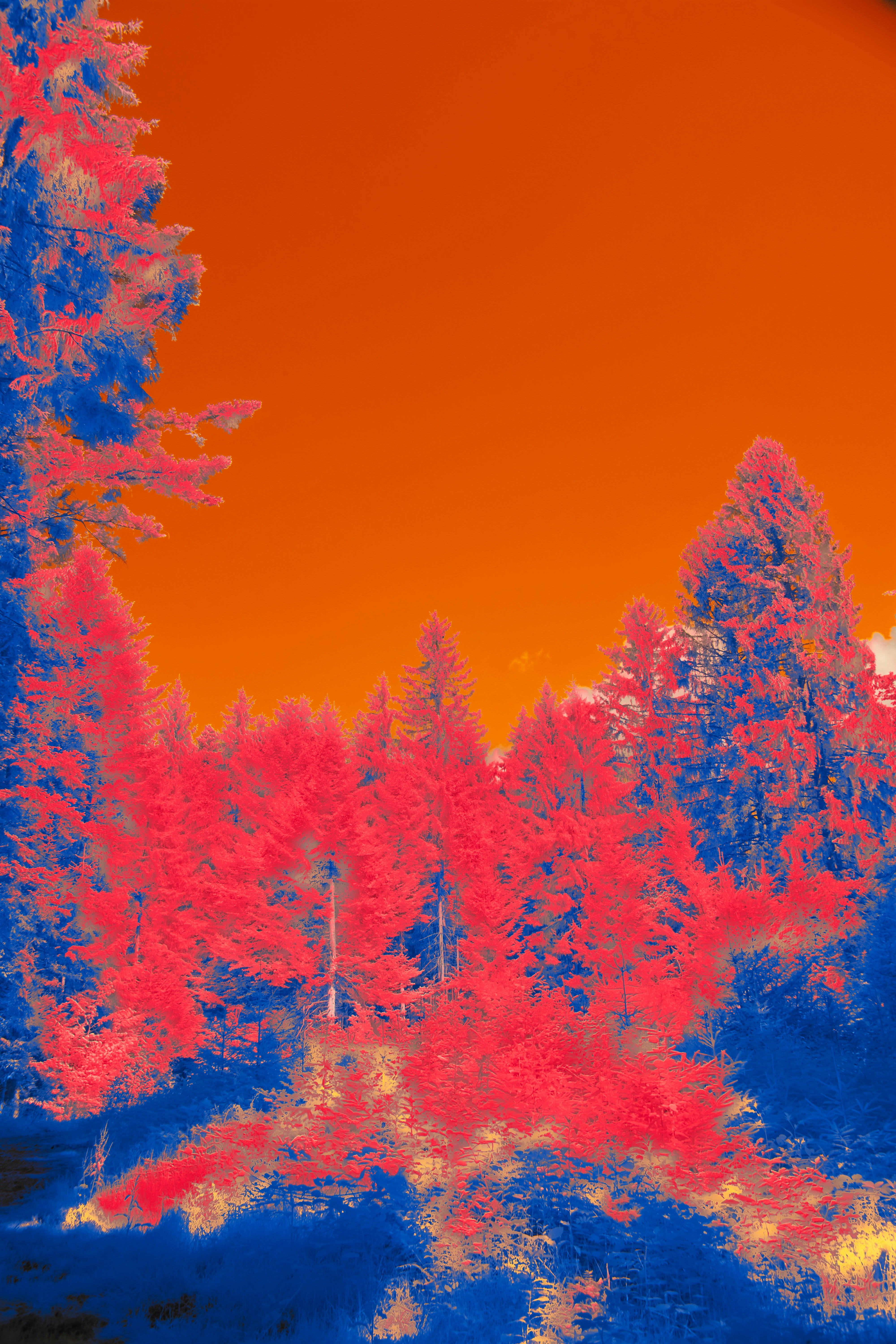 Photo by wolfgang_hasselmann