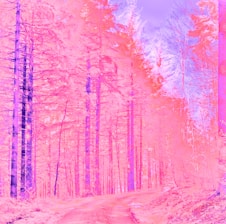 A vibrant digital illustration of a dreamy forest with floating cherries and pixel sparkles.