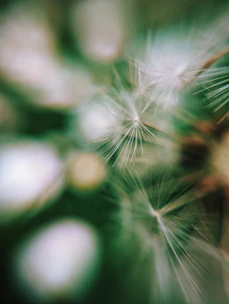 a close up of a dandelion with blurry background