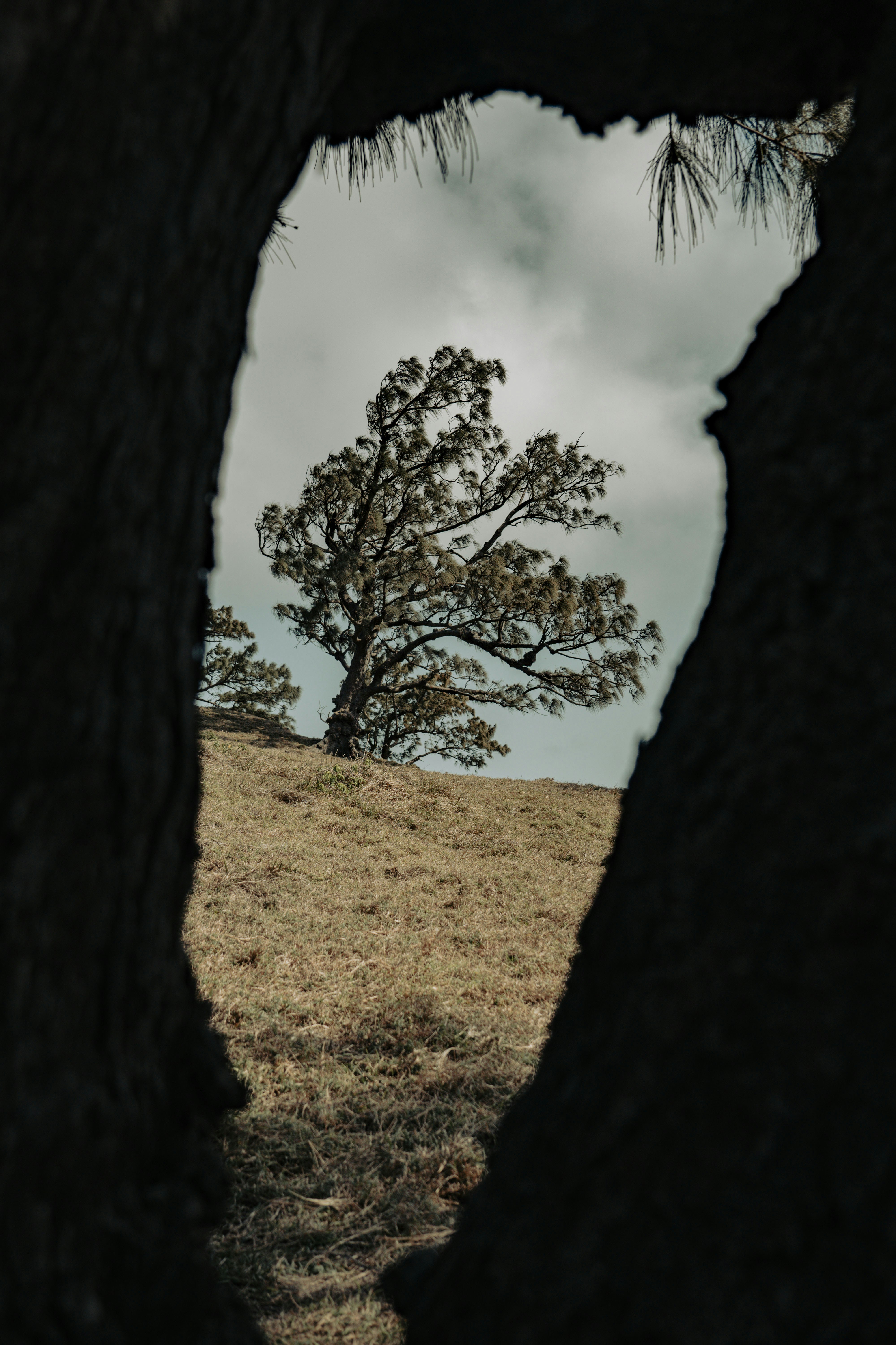 A lone tree is seen through a hole in the bark of a tree photo – Free ...