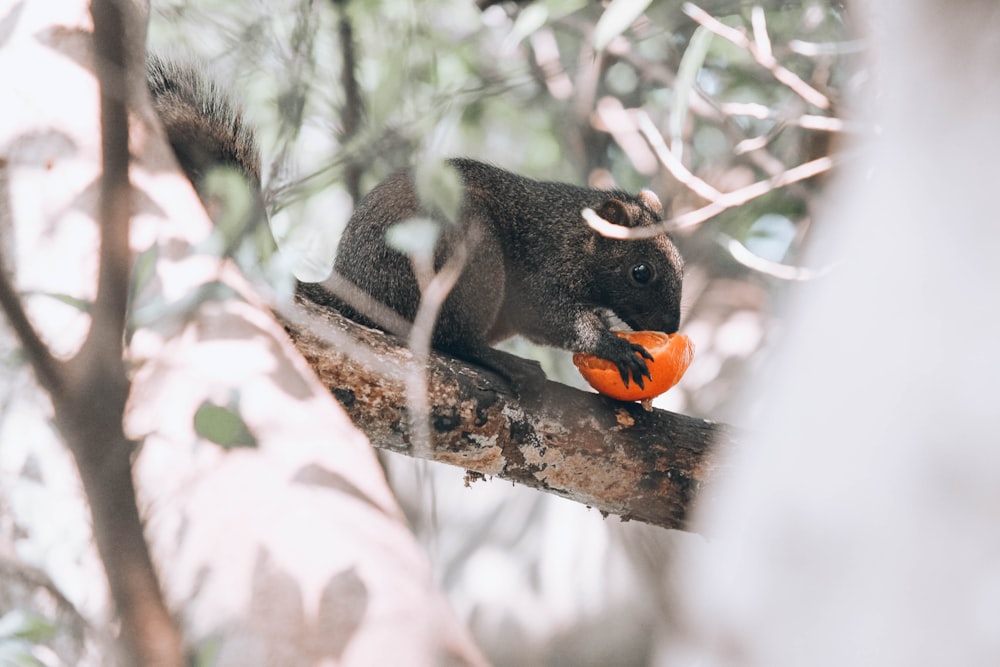 a squirrel is sitting on a tree branch with an orange ball in its mouth